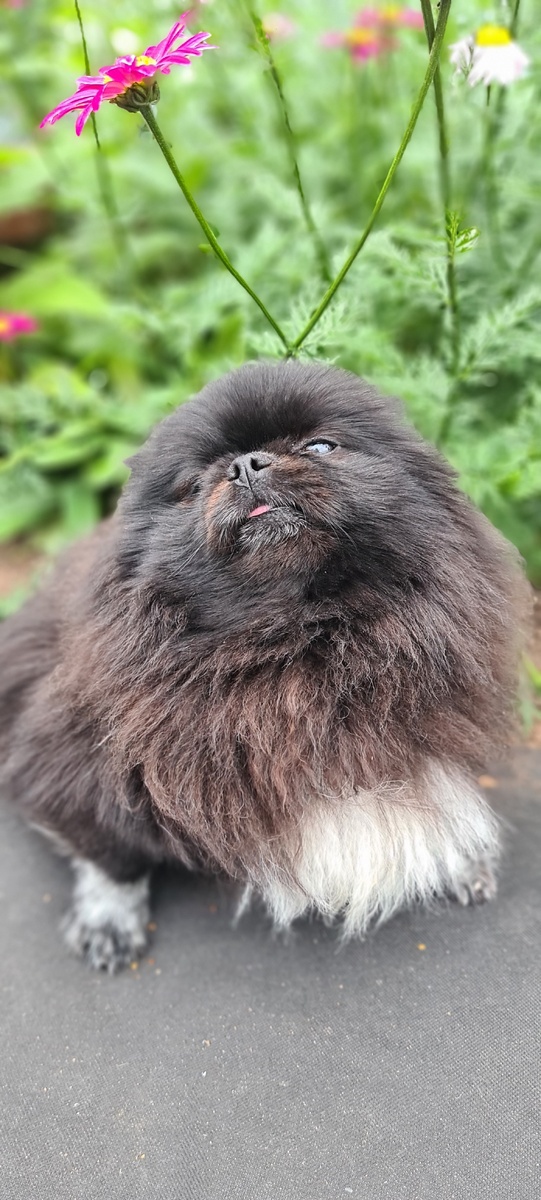 Бонита, похожа на воробушка , нахохлилась,  не хочет сниматься .