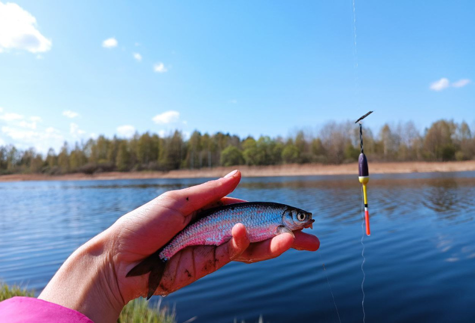 Уклейка пойманная на поплавочную снасть. Источник фото ohotnadzor48.ru