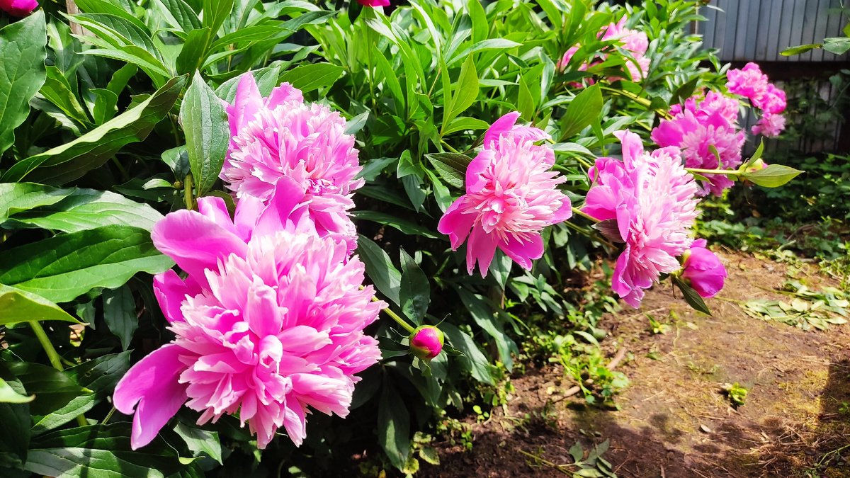  У нас, в Московской области, пионы заканчивают цветение. И только поздние сорта еще могут недолго порадовать нас своей красотой.