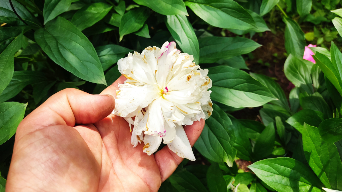 Первое что нужно сделать - удалить отцветшие бутоны и семенные коробочки