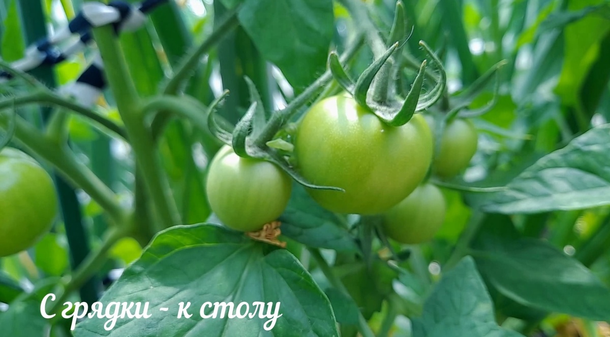 Помидорки завязались, пора провести подкормку томатов для увеличения урожая Фото автора