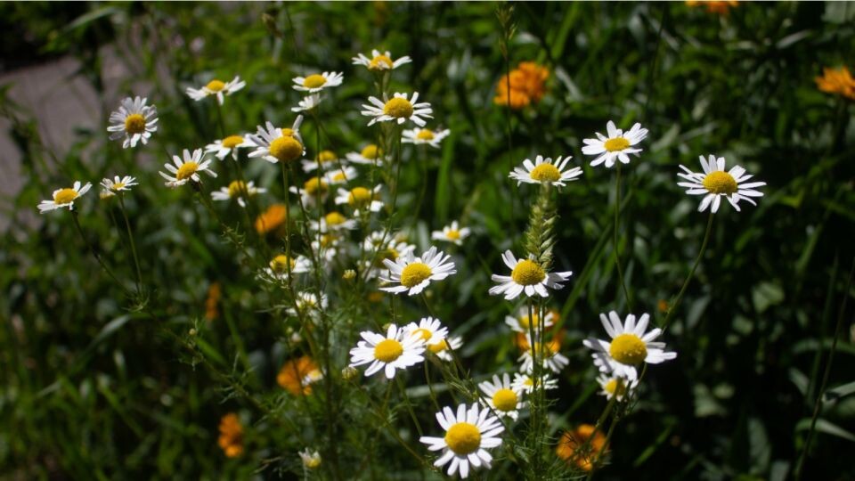    Жара. Лето. Погода. Источник: Анна Меньшикова