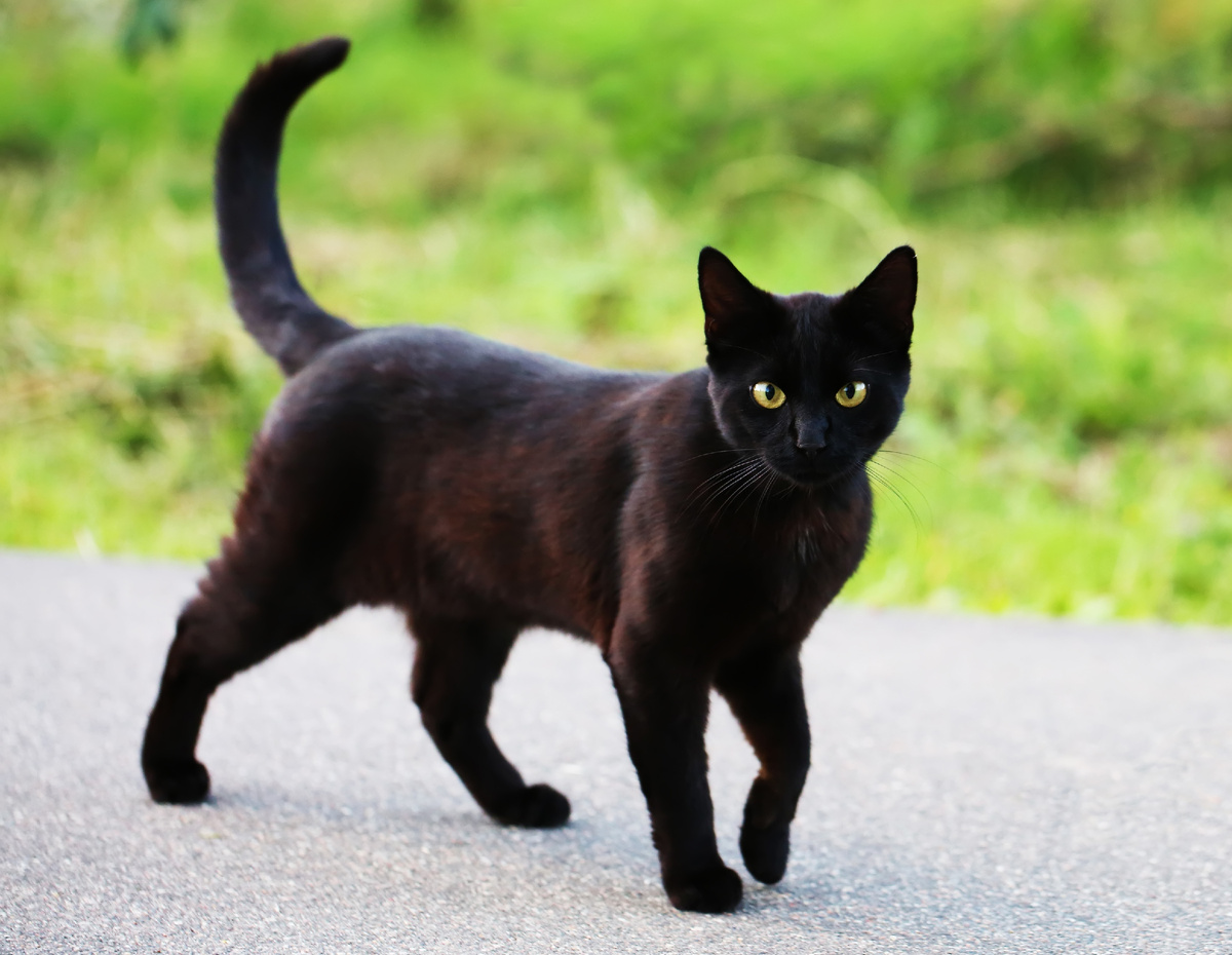 Черным котикам тоже достается