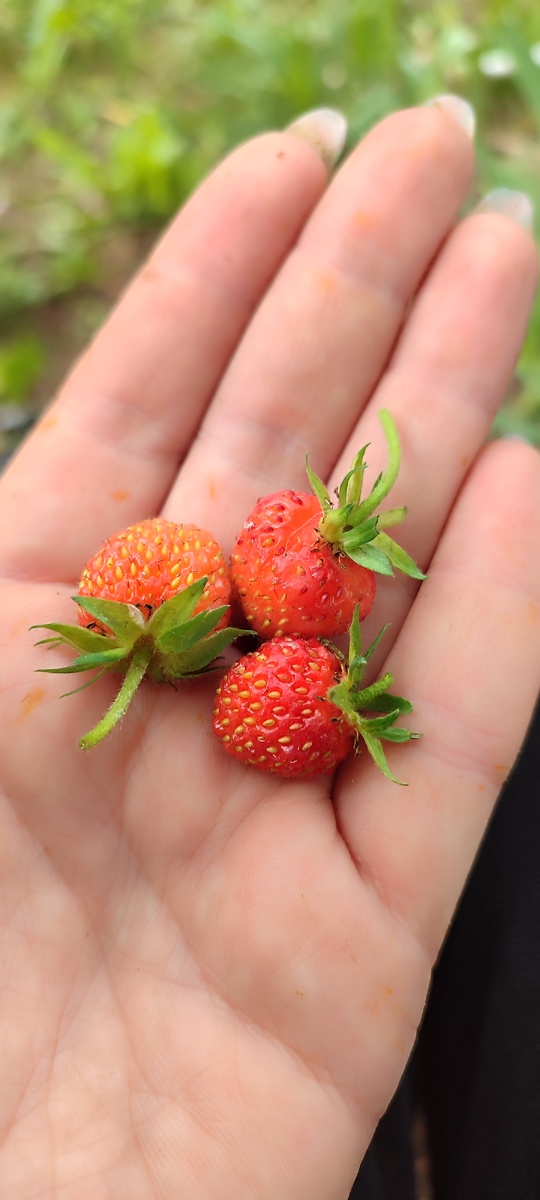 Клубники у меня на огороде нет, эта дичком выросла