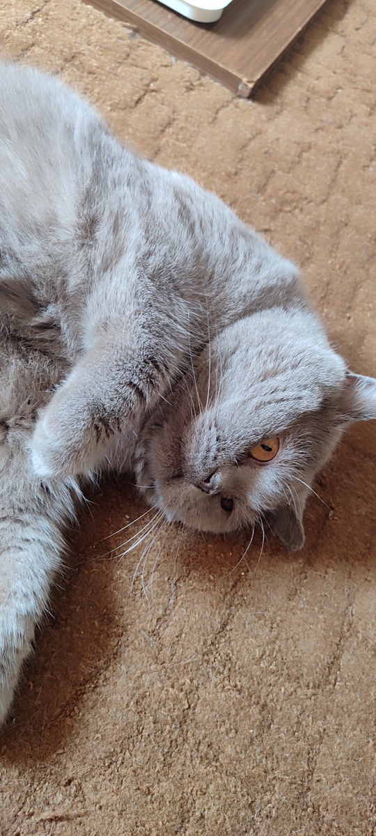 Как же она меня достала.....