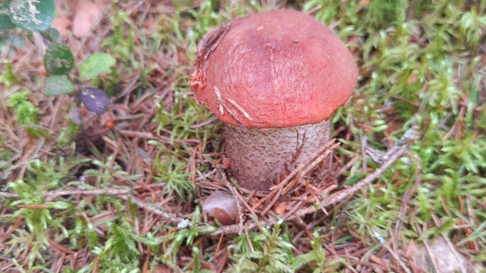 Полкорзинки грибов набрали! 13.06.25. Новгородская область