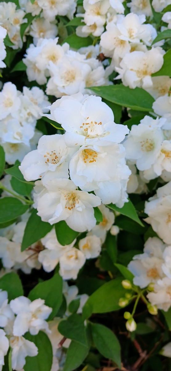 Цветы крупным планом