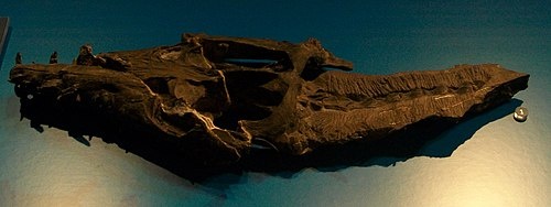 Голотип черепа августозавра.