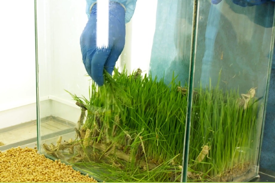 Выращивание саранчи на ферме Hargol Foodtech. | Фото: hargol.com
