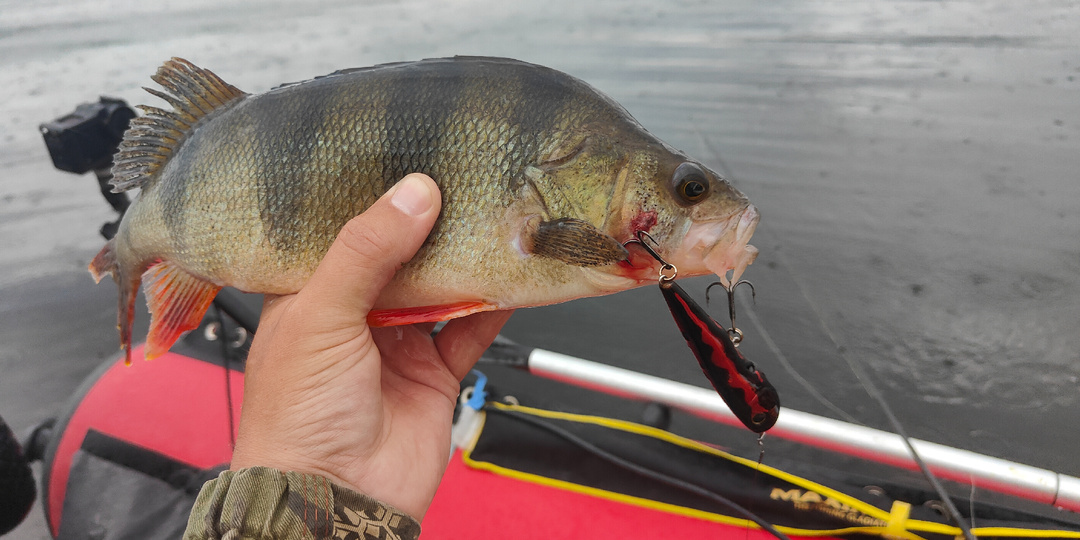 Радость летней рыбалки: солнце, глубина и неожиданные трофеи