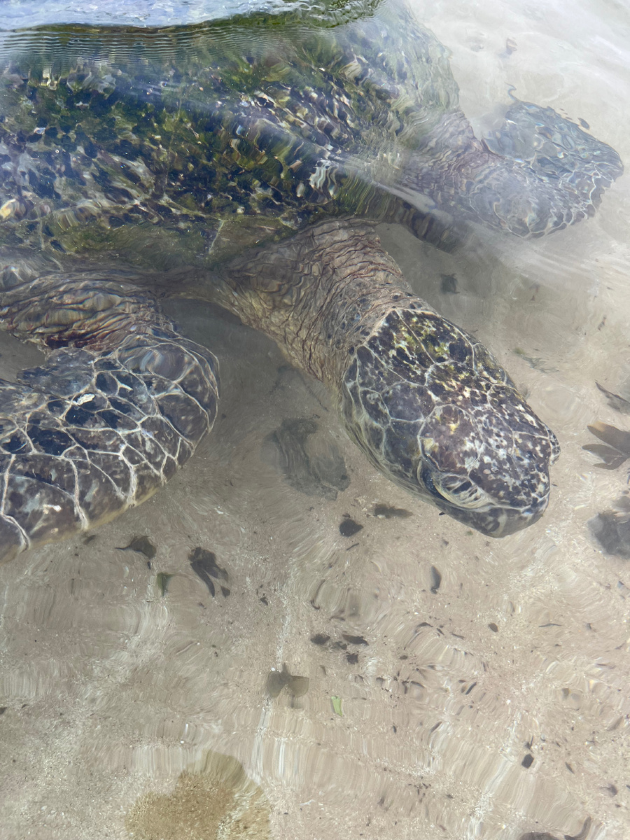 Вот она 200-летняя красавица 