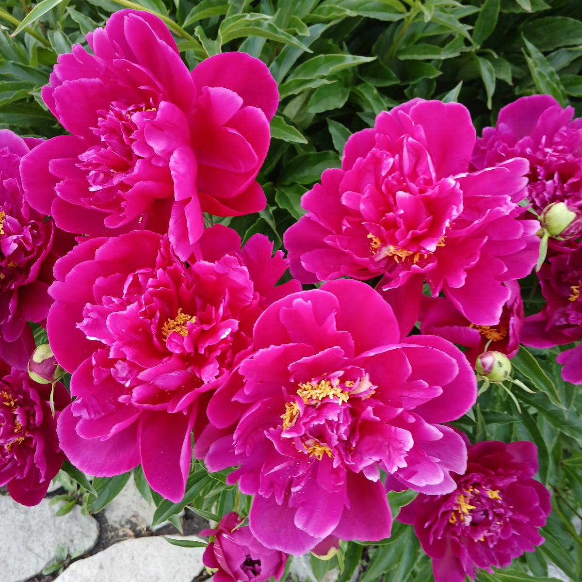 Пион зацвел