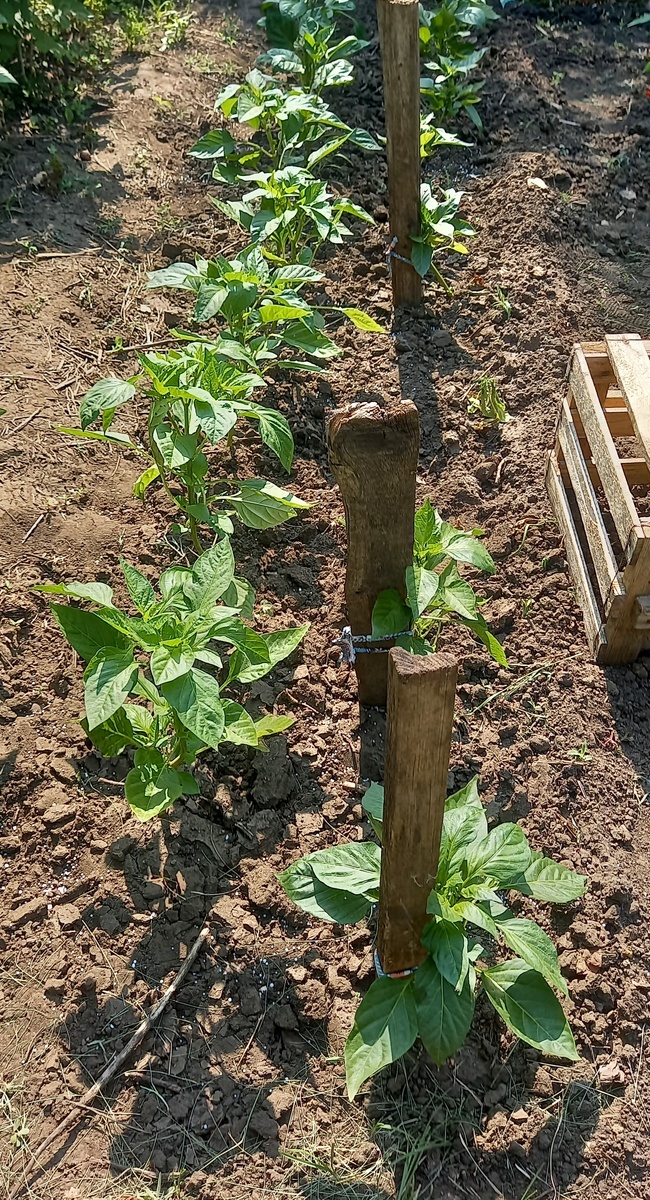 Наконец-то отогрелись