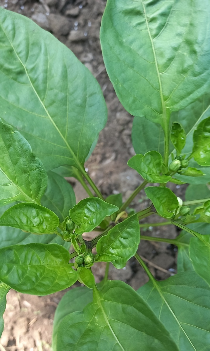 макушка перца