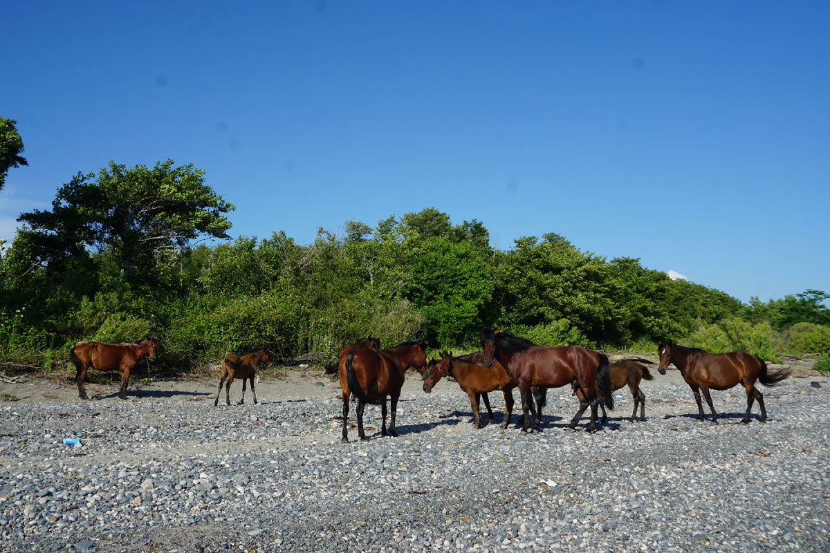 лошади на пляже между базами отдыха Тамыш и Тамыш Village