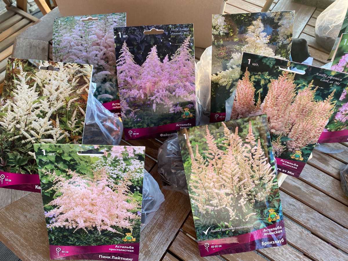 Купленные астильбы, фото автора