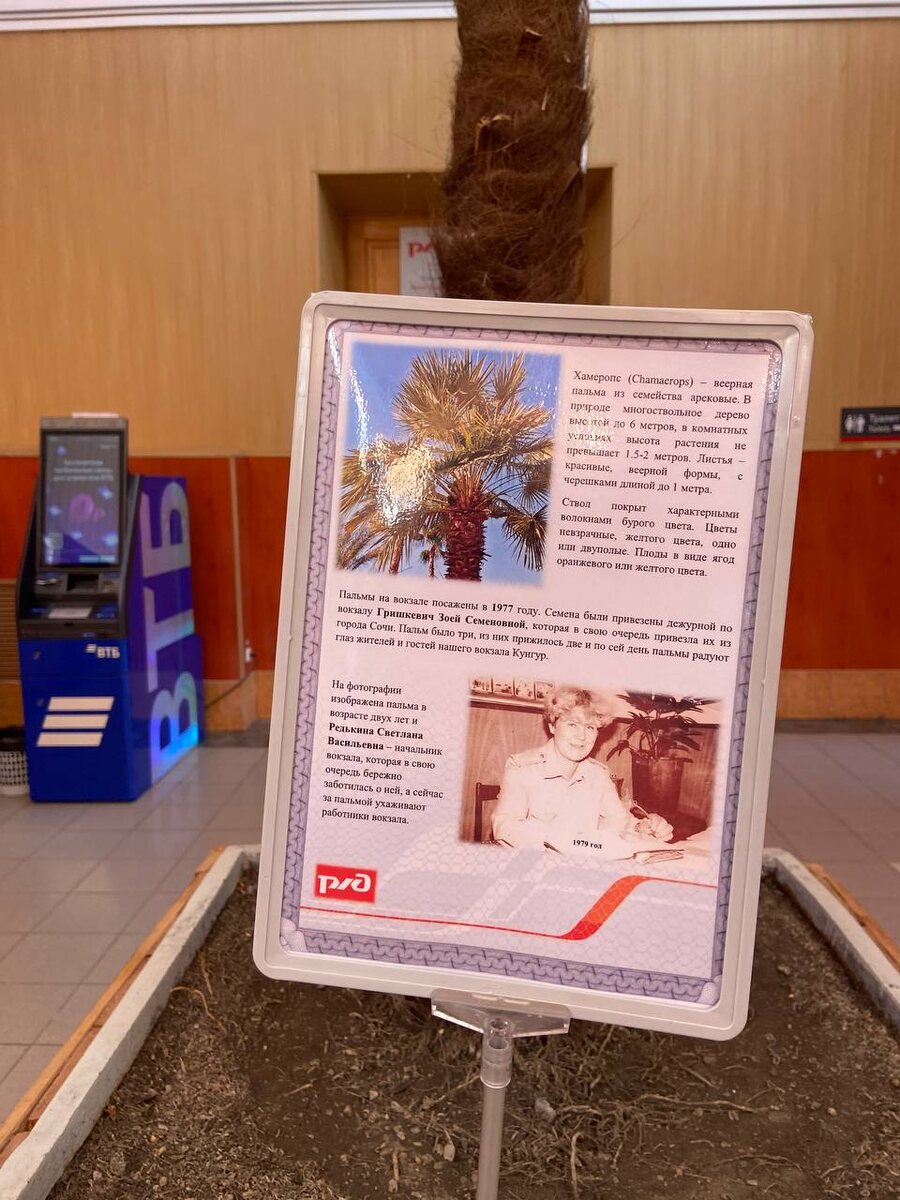 Табличка с информацией о пальме