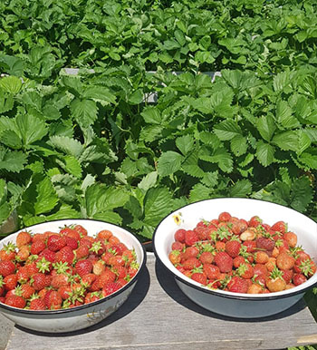 Самая полезная ягода - грех не выращивать ее на своем участке.