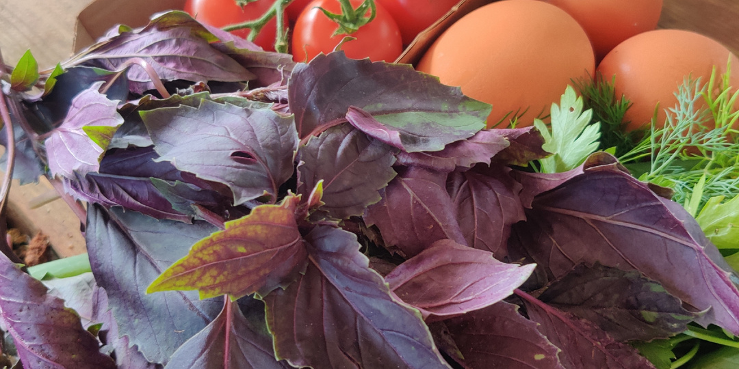 Моя страсть к фиолетовому базилику: как я его выращиваю,  использую, заготавливаю на зиму