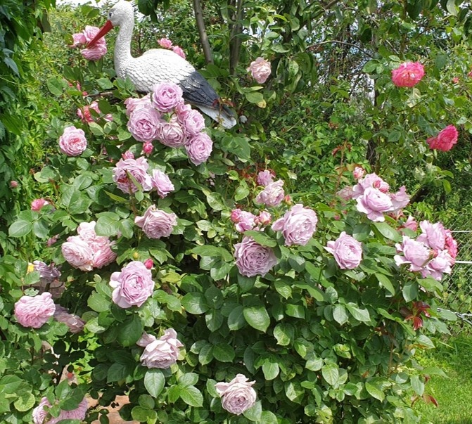 Сортовая роза, но название сорта утеряно... впрочем, как и роза(