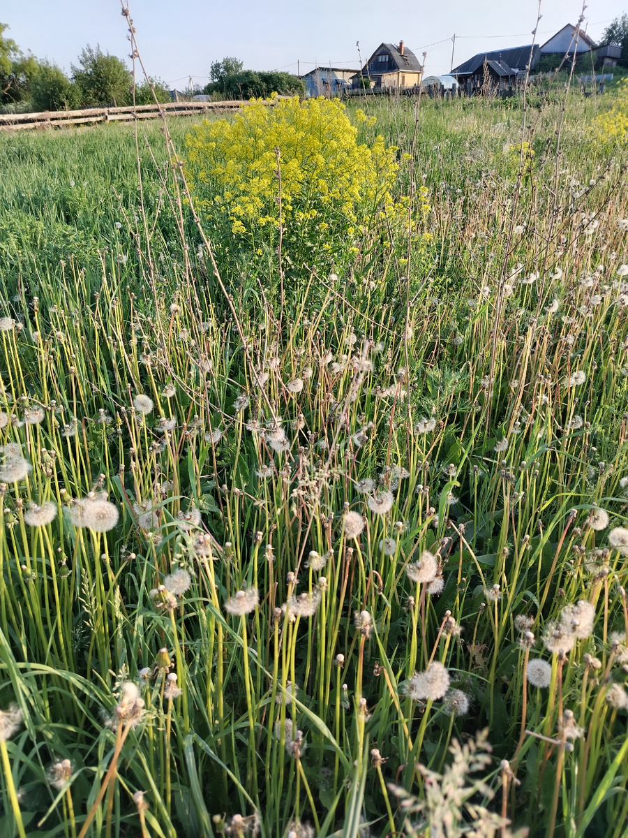 Просторы за нашим огородом