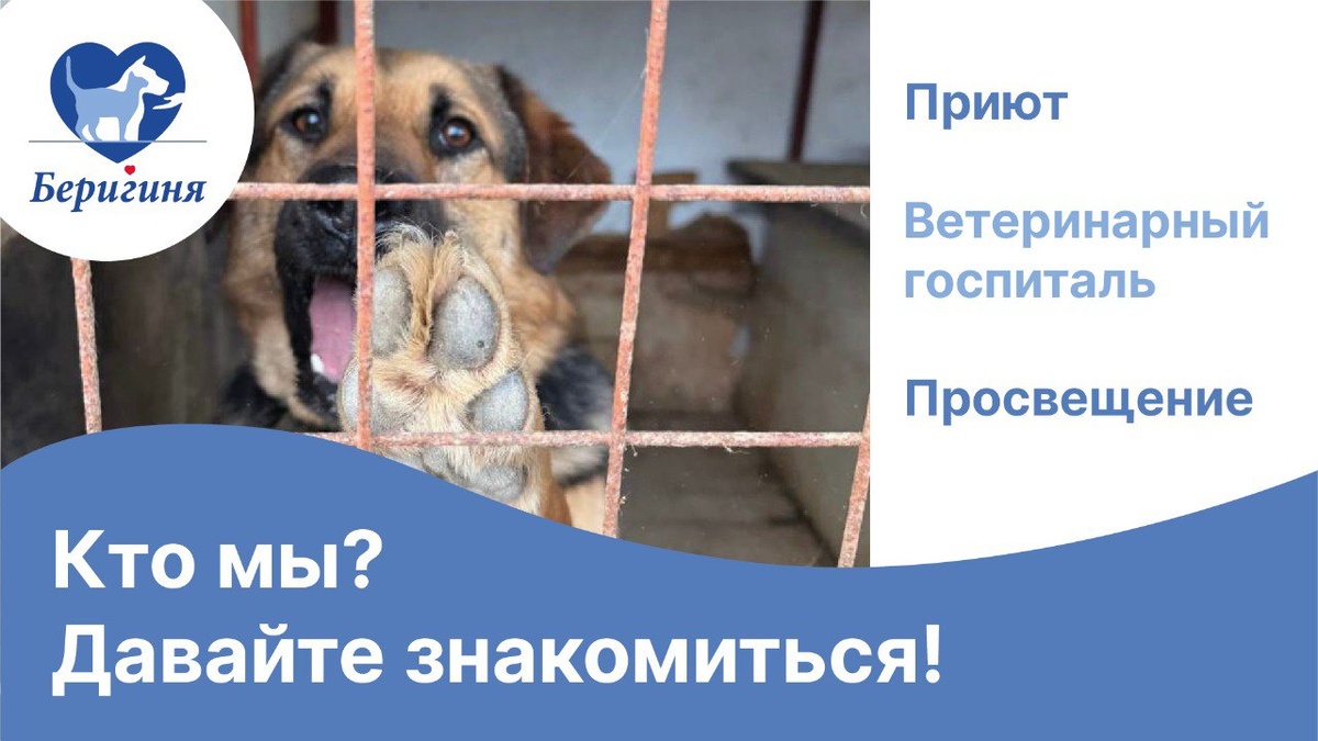 #берегиня_собаки