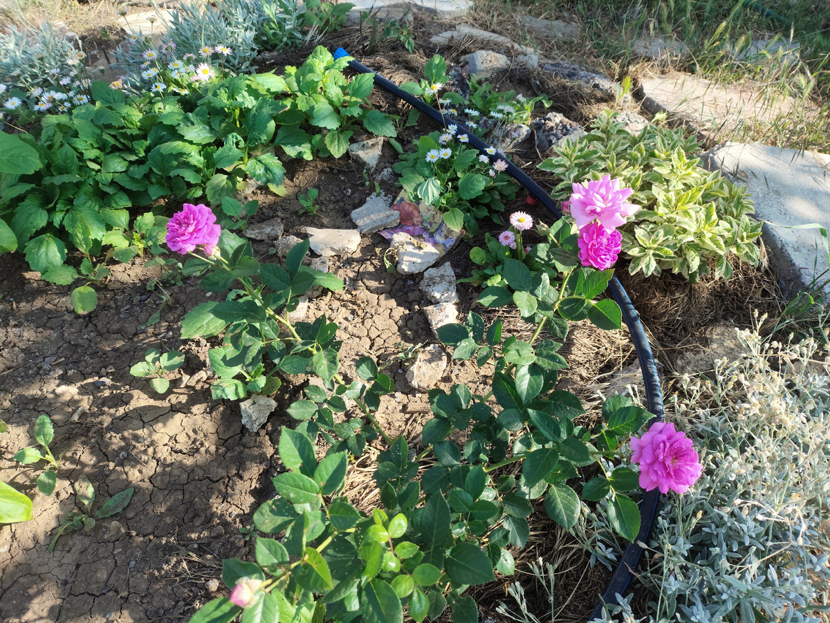 Почвопокровная розочка из Доброцена