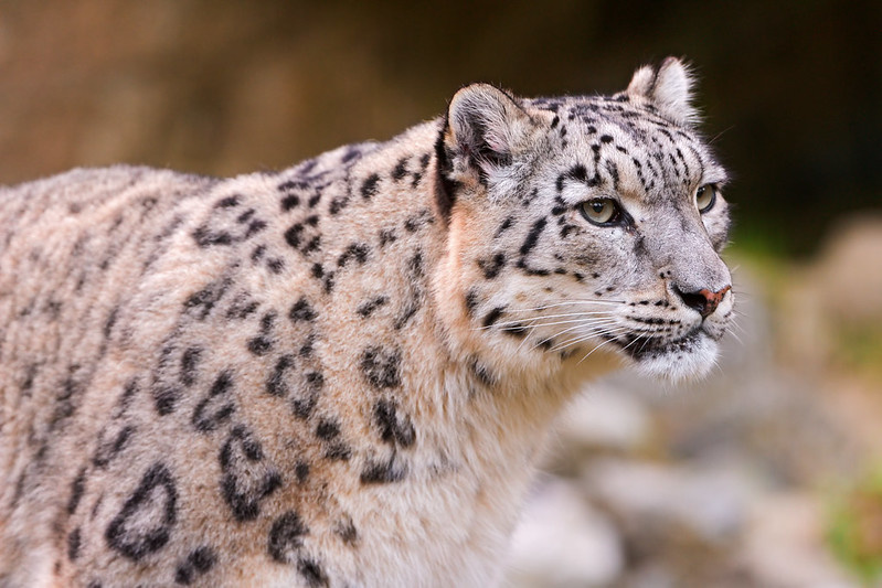 (с) Tambako the Jaguar.  Уши ирбисов имеют опушку снаружи и внутри. 