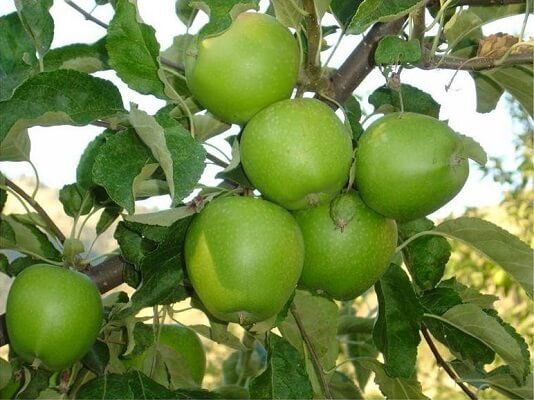 Грэнни Смит (Granny Smith):