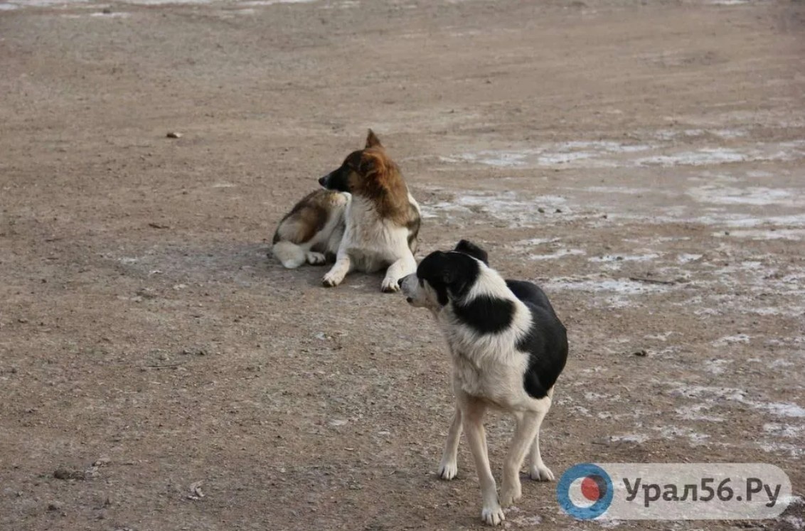    В Орске на студентку колледжа напала бездомная собака