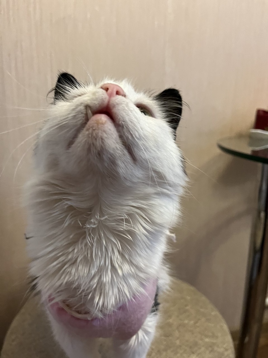 Мой любимый зубенок. 