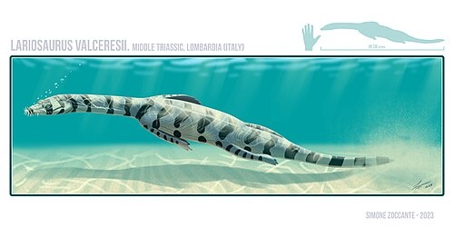 L.valceresii: реконструкция и сравнение размеров с человеческой рукой.