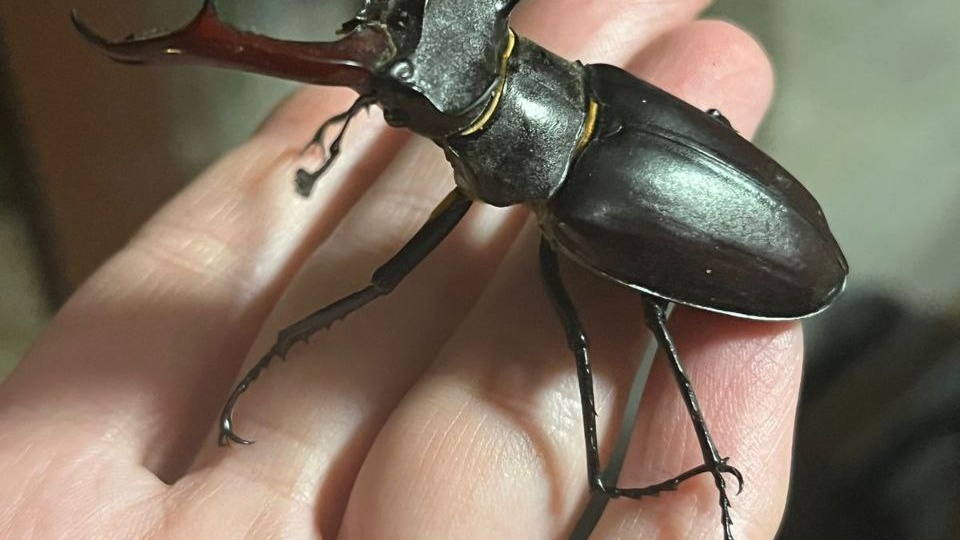 Липчан призывают помогать неуклюжим жукам-оленям