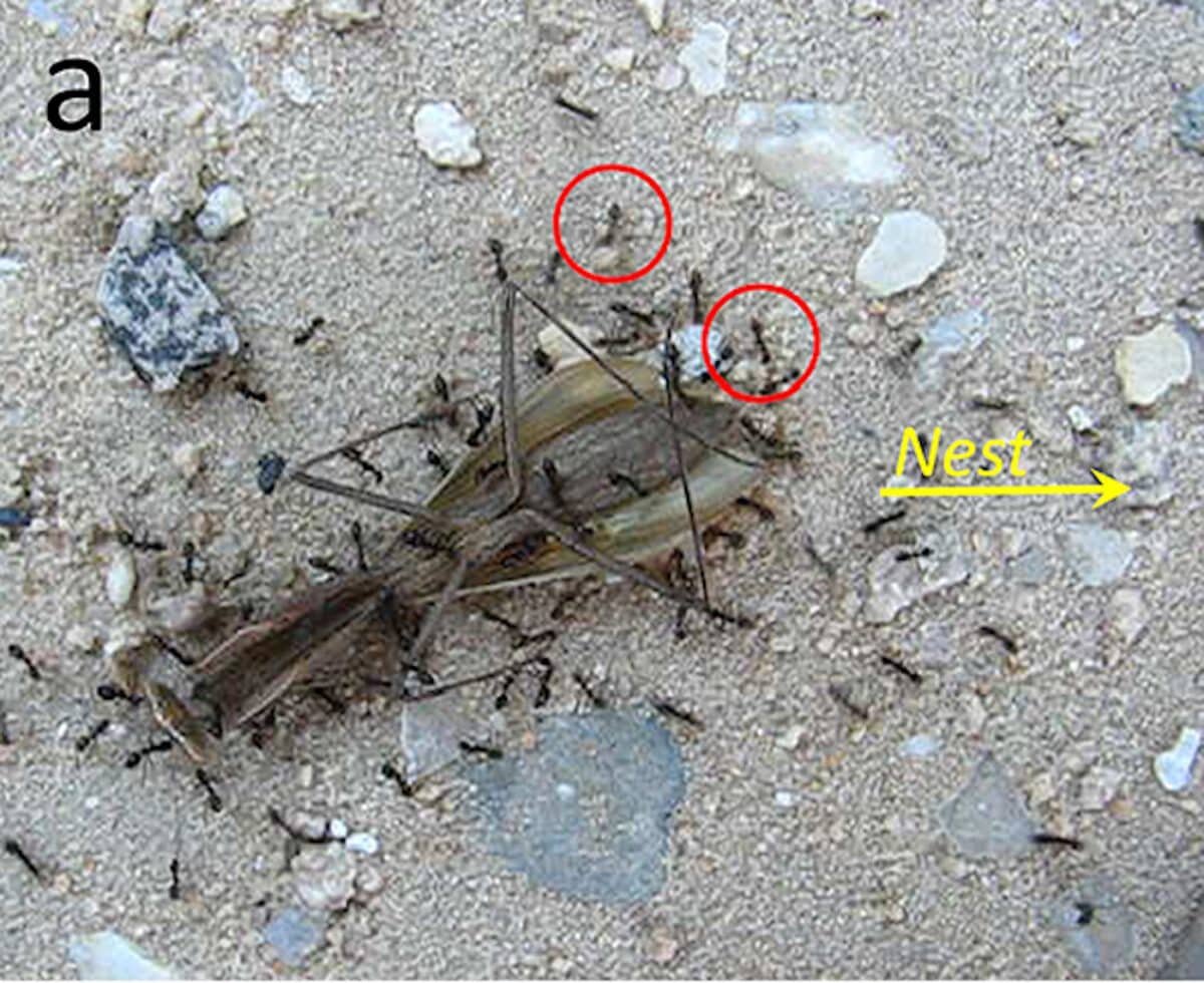     Кооллективная транспортировка добычи и преодоление препятствий / © E Fonio, D Mersch, O Feinerman