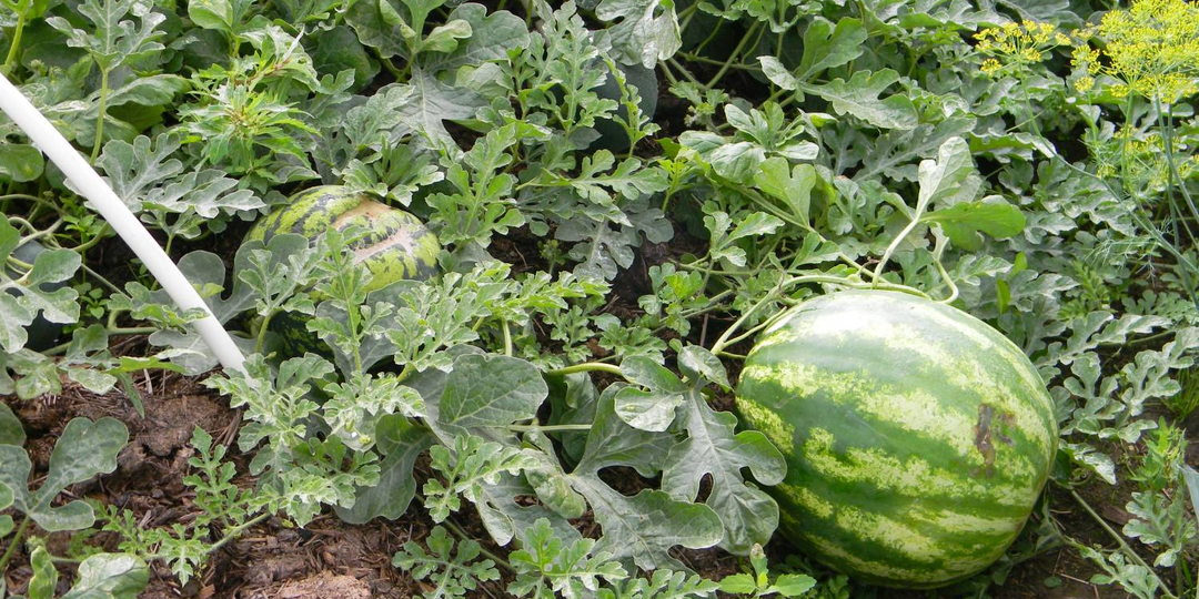 Чем подкормить арбузы, чтобы плод был большим и сладким