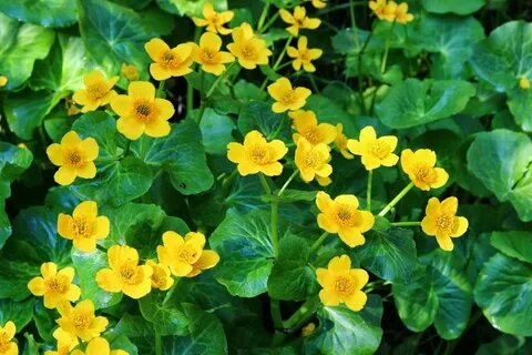 Фото из открытого источника