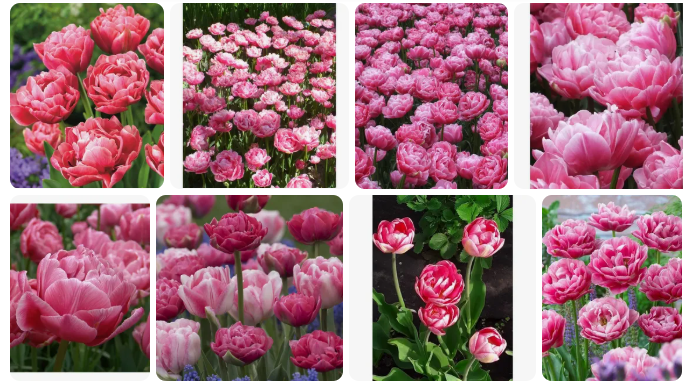 Фото по запросу Тюльпан Aveyron