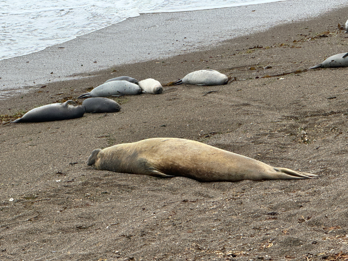 Самец морского слона - тот самый «ждун»