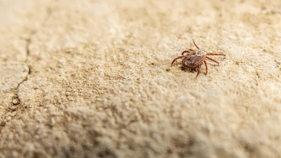 Фото: Олег Харсеев / Коммерсантъ