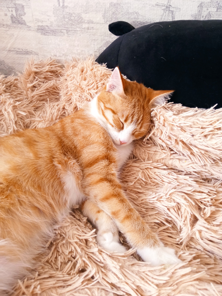 Наша чудная Чубосенька))