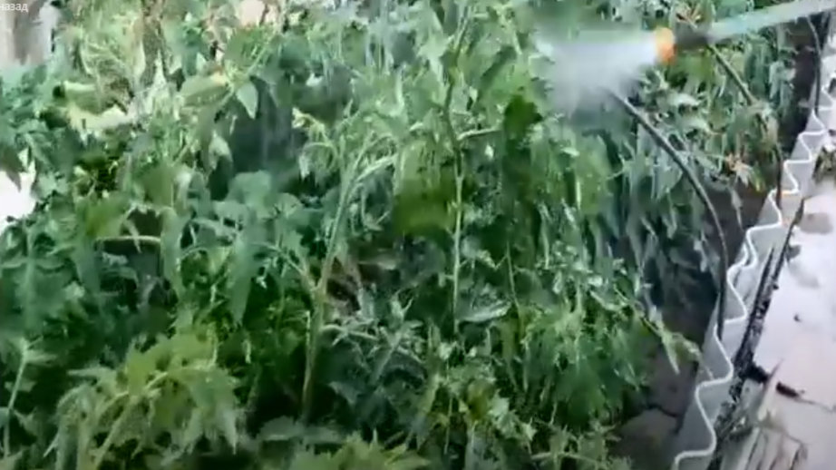 Опрыскивание томатов раствором с зелёнкой