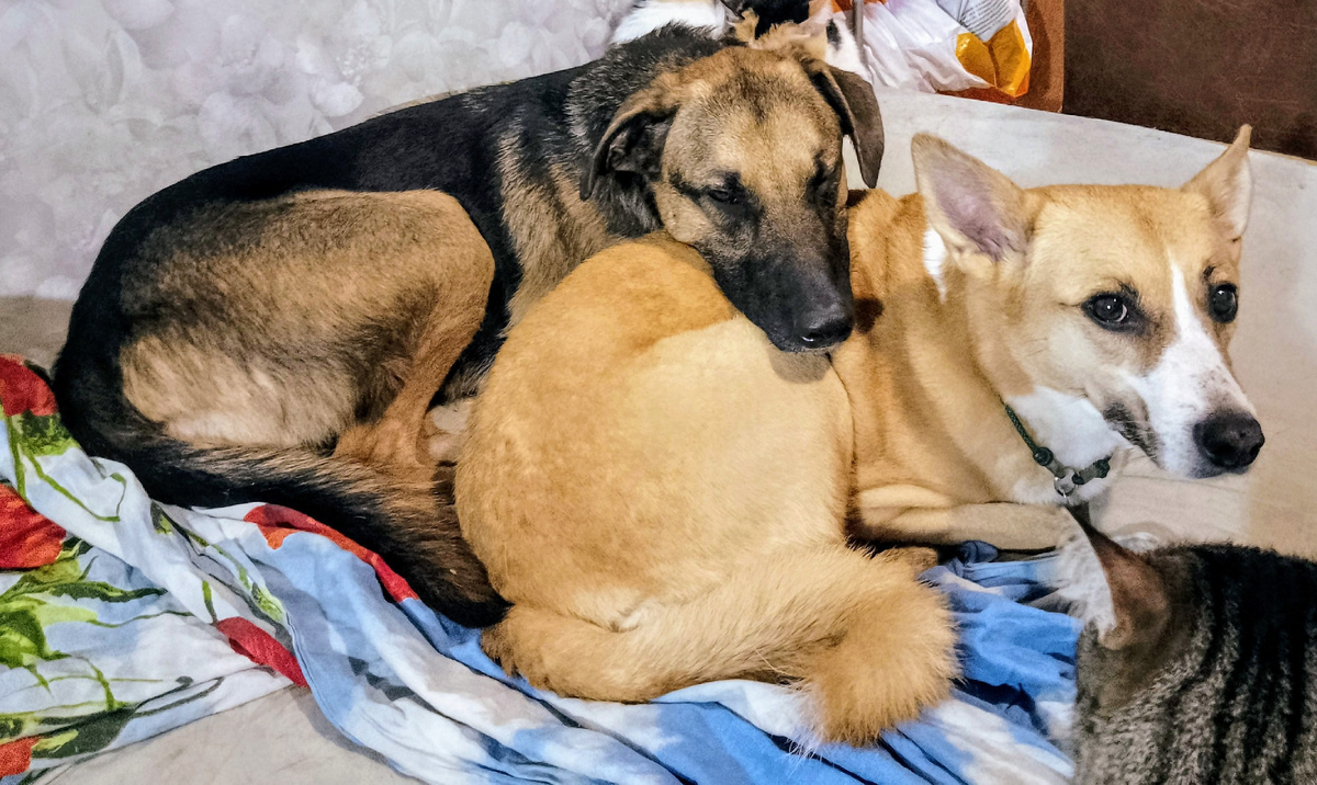 Платон и Лиса