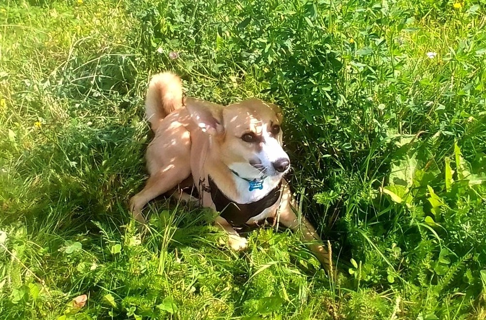 Лиса выслеживает добычу