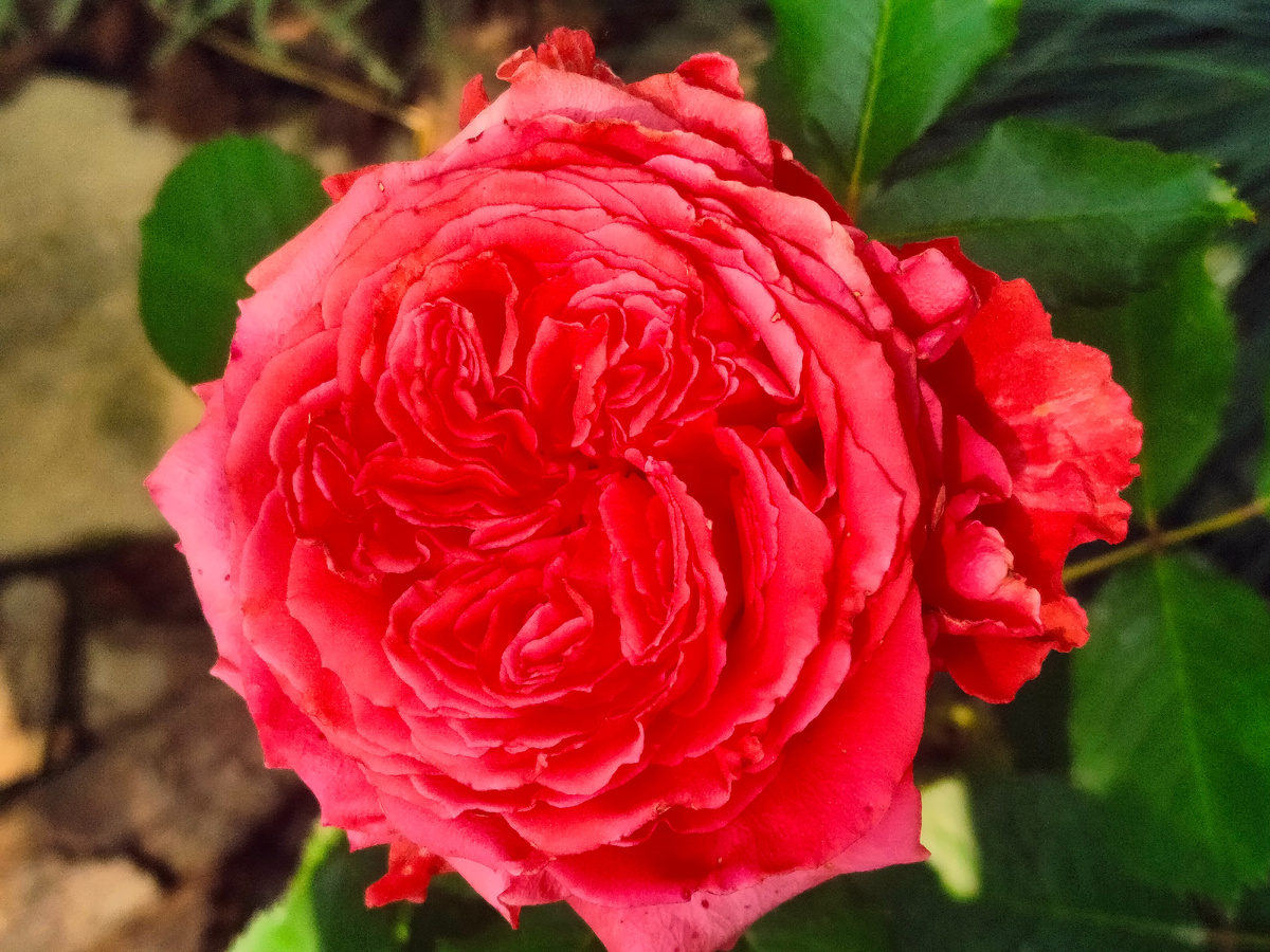 Розочка вам для настроения 