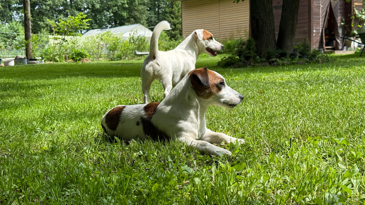 Эти собаки хороши только на фотографии)