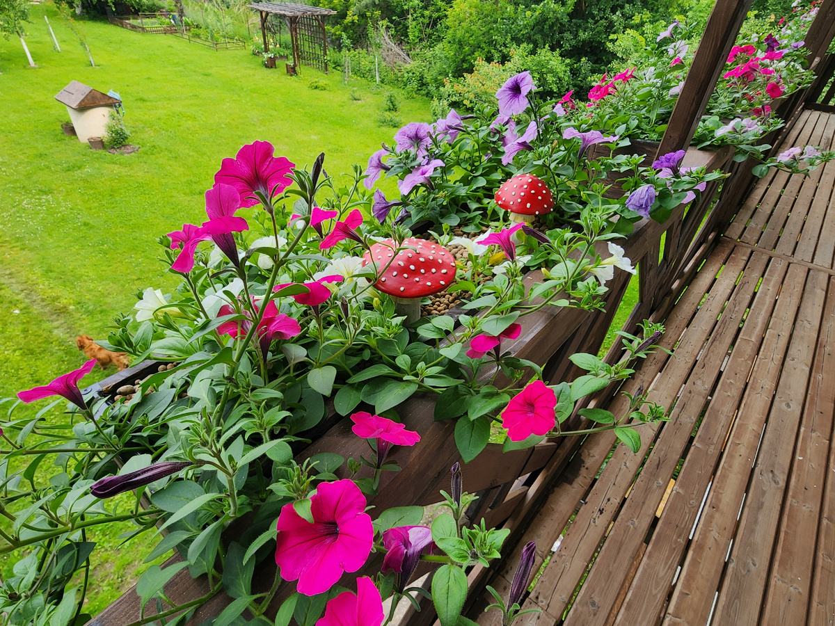 Ампельные петунии на балконе образуют живописный каскад цветов