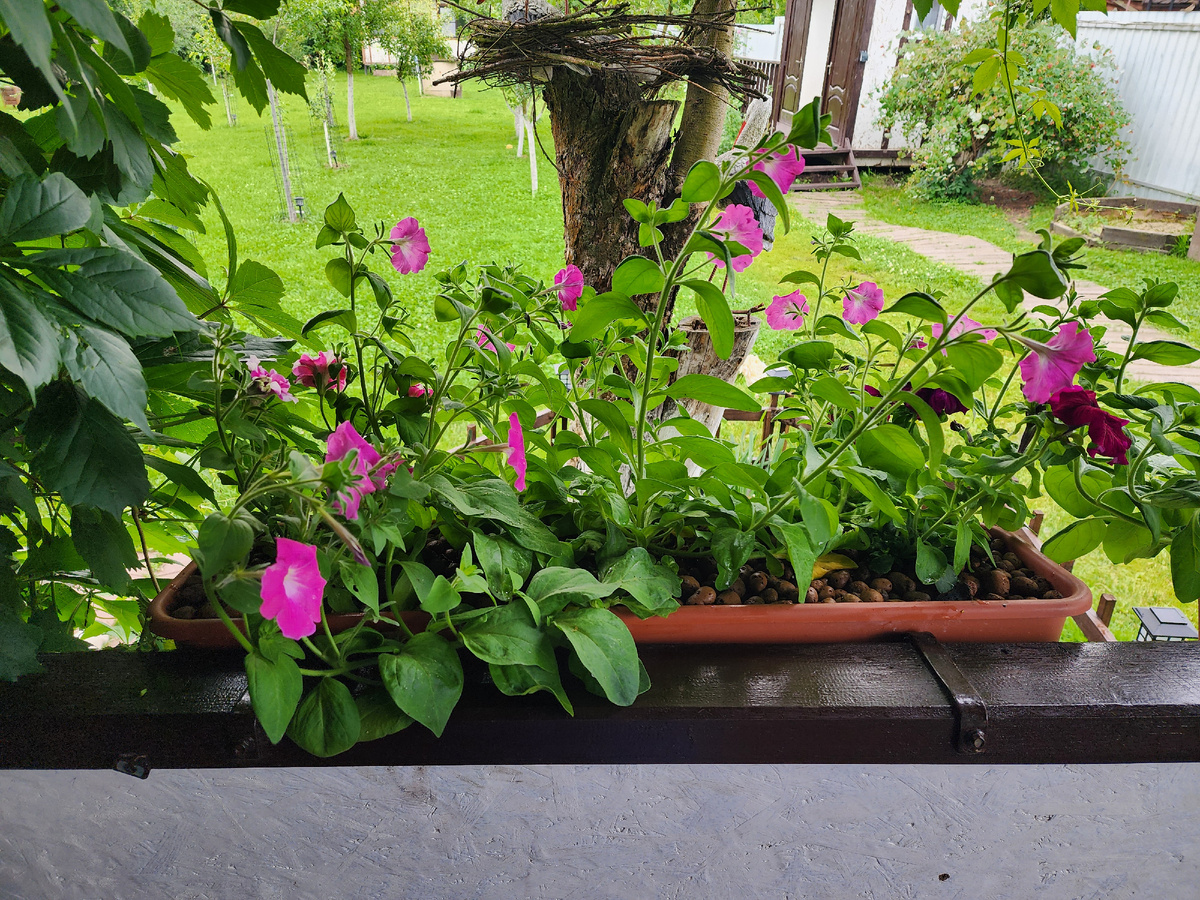 Длинные стебли семян-пересорта ломаются при малейшем дуновении ветерка