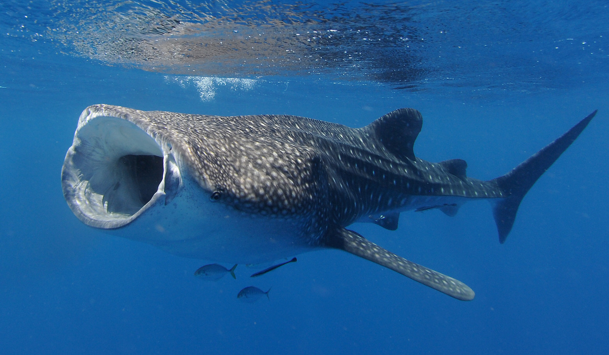 https://c02.purpledshub.com/uploads/sites/62/2017/11/Whale-shark.-GettyImages-542994454-d481e80.jpg