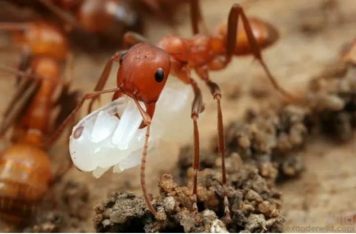 Рабовладелец тащит украденную куколку https://ru.pinterest.com/pin/polyergus-alex-wild--510525307734363663/