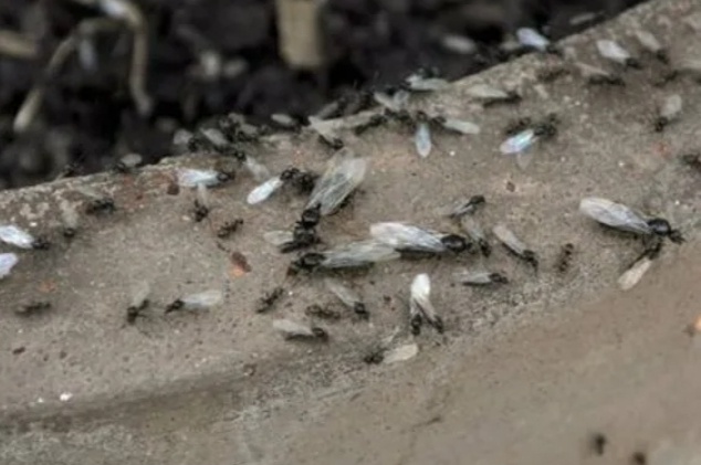 Как справиться с муравьями. Рассказываю, что заказала для этой цели